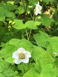 Attēlu rezultāti vaicājumam “Rubus parviflorus”
