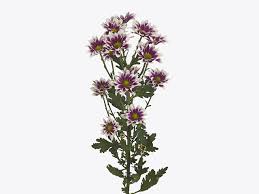 Image result for Chrysanthemum spectabile