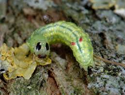 Attēlu rezultāti vaicājumam “Ptilodon capucina”