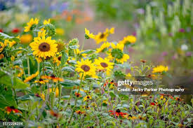 Attēlu rezultāti vaicājumam “Helianthus annuus flower”