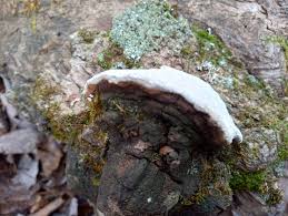 Attēlu rezultāti vaicājumam “Perenniporia subacida”