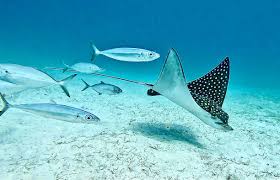 Image result for Aetobatus narinari