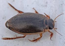 Attēlu rezultāti vaicājumam “Rhantus frontalis”