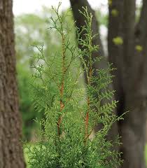 Attēlu rezultāti vaicājumam “Thuja plicata flower”