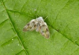 Attēlu rezultāti vaicājumam “Psychodidae”