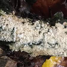 Attēlu rezultāti vaicājumam “Hyphodontia barba-jovis”