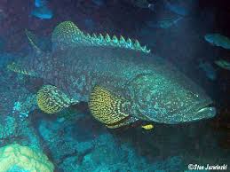Image result for Epinephelus andersoni