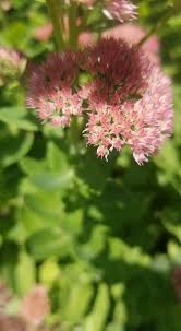 Attēlu rezultāti vaicājumam “Hylotelephium telephium flower”