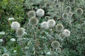 Image result for Echinops spaerocephalus