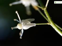 Attēlu rezultāti vaicājumam “Maianthemum bifolium bud”