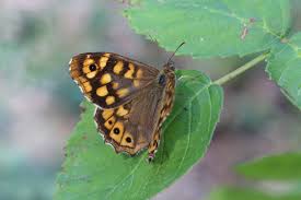 Attēlu rezultāti vaicājumam “Pararge aegeria upperside”