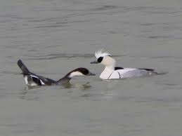 Attēlu rezultāti vaicājumam “Mergus albellus”