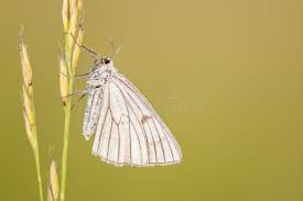 Attēlu rezultāti vaicājumam “Siona lineata”