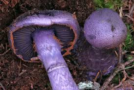 Attēlu rezultāti vaicājumam “Cortinarius violaceus”