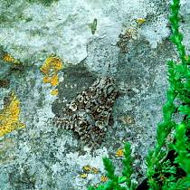 Attēlu rezultāti vaicājumam “Papestra biren”