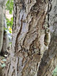 Attēlu rezultāti vaicājumam “Prunus domestica subsp. insitita fruit”