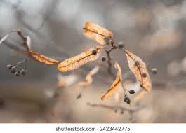 Attēlu rezultāti vaicājumam “Tilia platyphyllos Laciniata fruit”