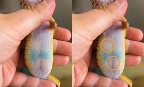 Image result for gravidity leopard gecko