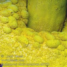 Attēlu rezultāti vaicājumam “Hypomyces chrysospermus”