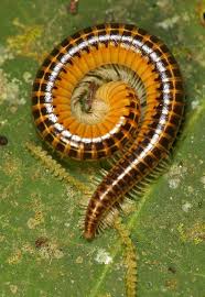 Attēlu rezultāti vaicājumam “Diplopoda”