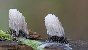 Attēlu rezultāti vaicājumam “Stemonitis flavogenita spores”