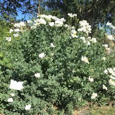 Image result for Romneya coulteri