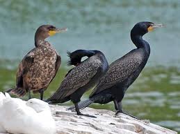 Image result for Phalacrocorax auritus