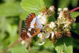 Attēlu rezultāti vaicājumam “Limenitis camilla underside”