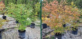 Attēlu rezultāti vaicājumam “Acer pseudosieboldianum”