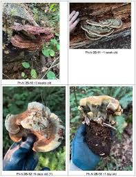 Attēlu rezultāti vaicājumam “Physarum oblatum stalked”