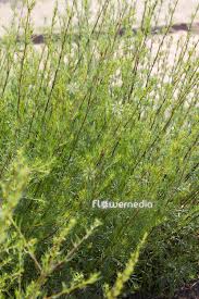 Attēlu rezultāti vaicājumam “Artemisia campestris”