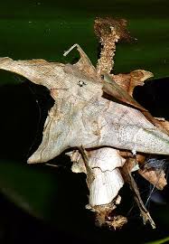 Attēlu rezultāti vaicājumam “Psychidae”