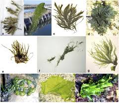 Attēlu rezultāti vaicājumam “Chlorophyta”