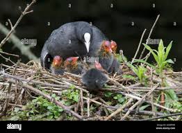 Attēlu rezultāti vaicājumam “Fulica atra nest”