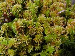 Attēlu rezultāti vaicājumam “Sphagnum capillifolium”