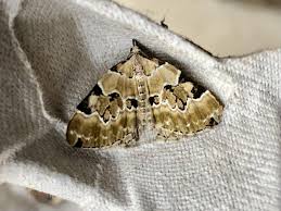 Attēlu rezultāti vaicājumam “Colostygia pectinataria”