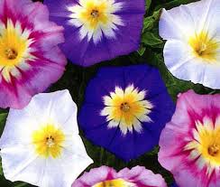 Image result for Convolvulus tricolor