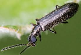 Attēlu rezultāti vaicājumam “Dasytes sp.”