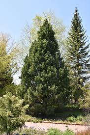 Image result for Pinus cembra