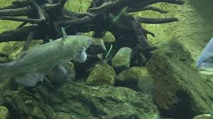 Image result for Ameiurus melas