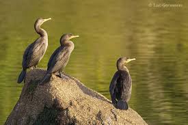 Image result for Phalacrocorax auritus