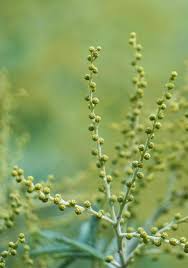 Attēlu rezultāti vaicājumam “Artemisia vulgaris bud”