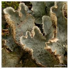 Attēlu rezultāti vaicājumam “Peltigera canina”