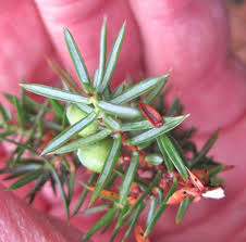 Attēlu rezultāti vaicājumam “Juniperus communis leaf”