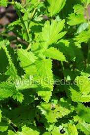 Attēlu rezultāti vaicājumam “Pimpinella major leaf”