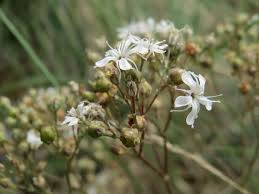 Attēlu rezultāti vaicājumam “Gypsophila fastigiata bud”