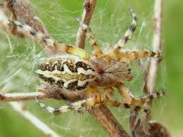 Attēlu rezultāti vaicājumam “Aculepeira ceropegia”