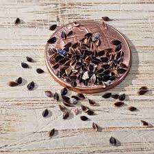 Attēlu rezultāti vaicājumam “Rumex acetosa fruit”