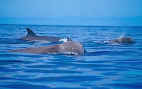 Image result for Hyperoodon ampullatus