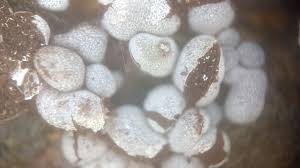 Attēlu rezultāti vaicājumam “Physarum cinereum macro”